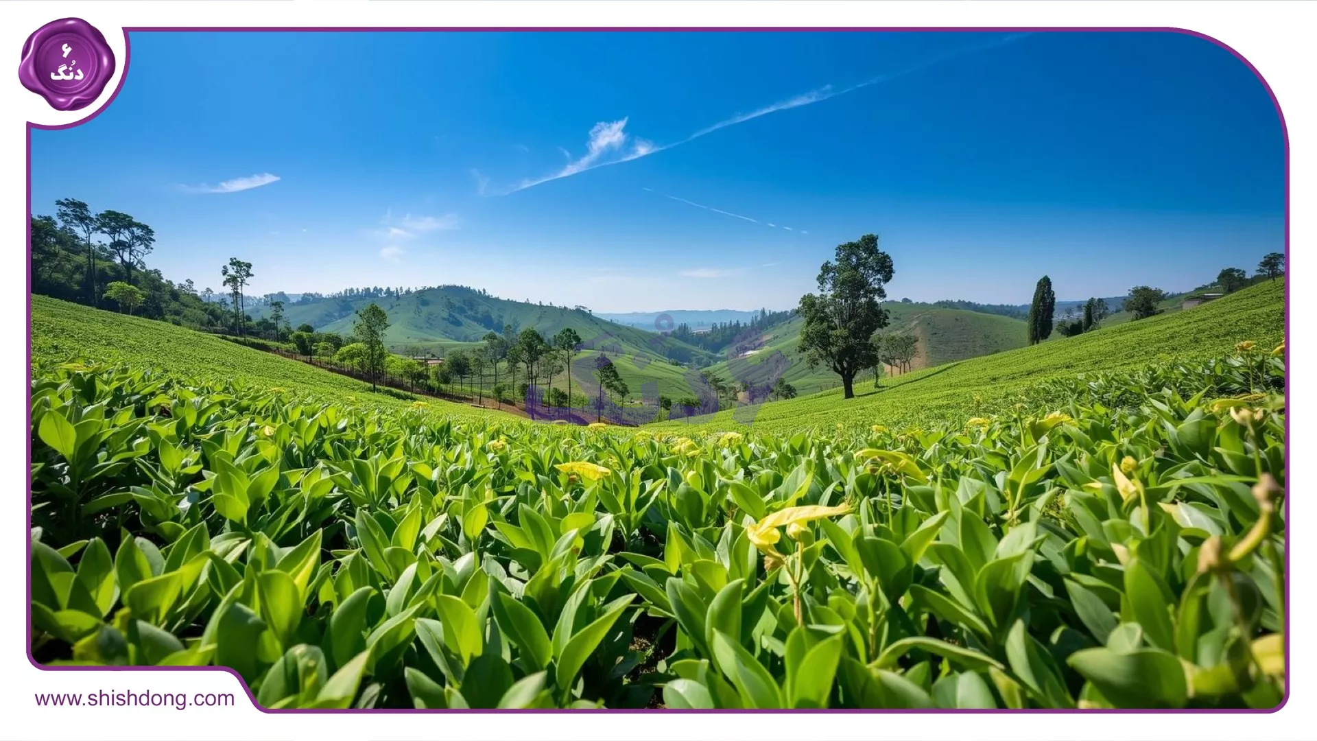 مزارع چای لاهیجان در بهار