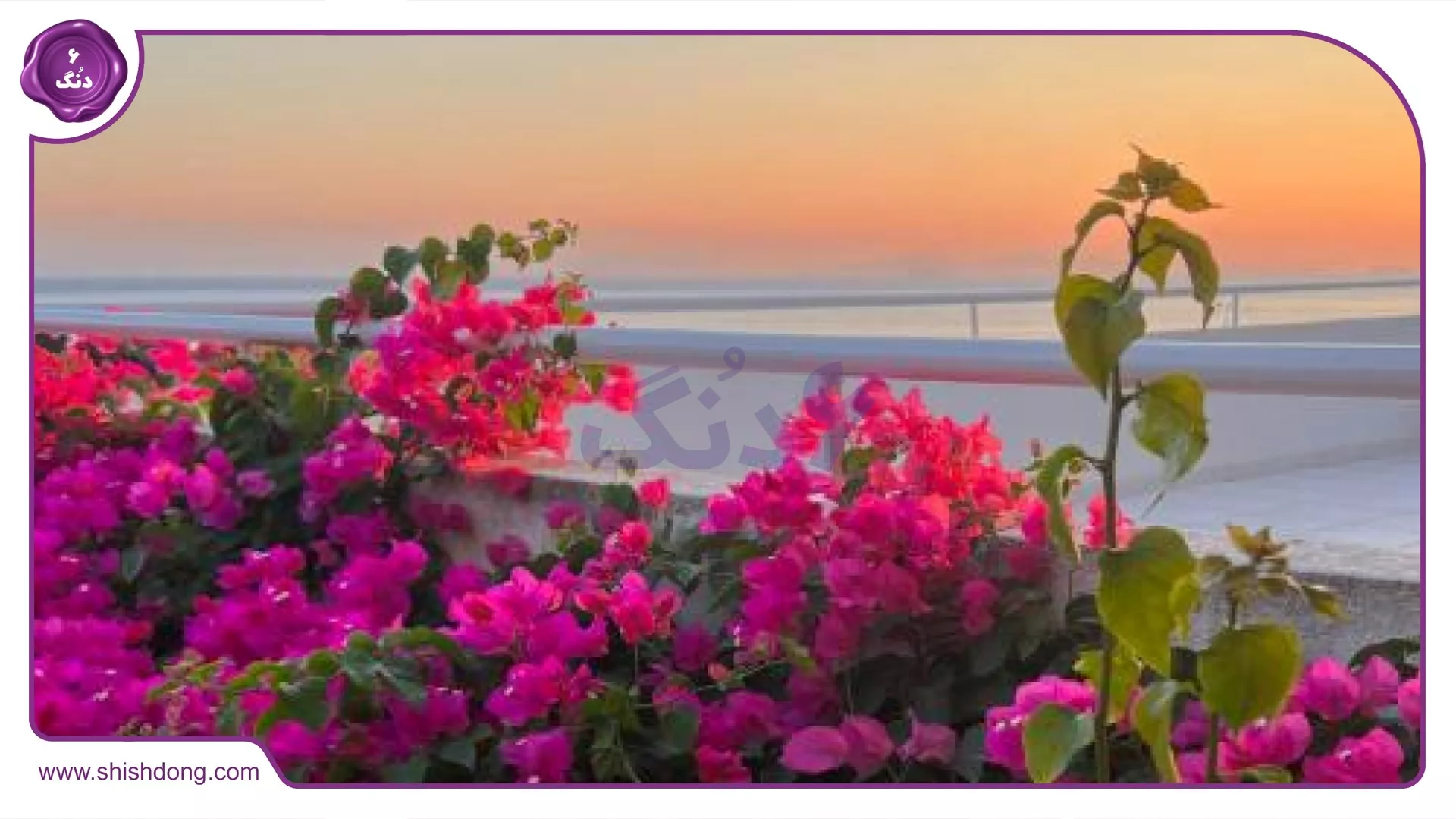 بهترین زمان برای تور کیش و رزرو بلیط کیش در فصل بهار