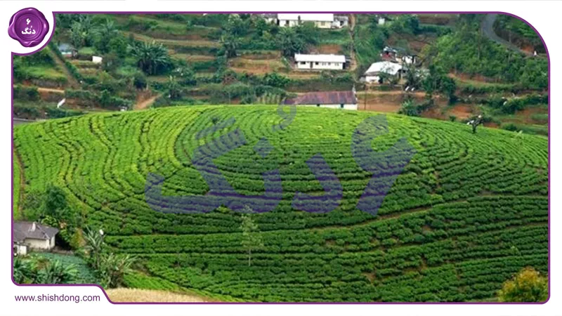 مزارع چای لاهیجان