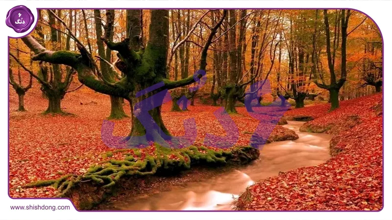 جنگل هیرکانی ماسال