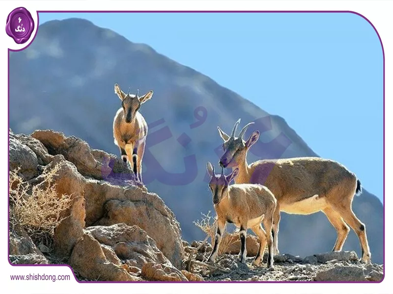 منطقه حفاظت‌شده قمصر و برزک، جاهای دیدنی قمصر کاشان