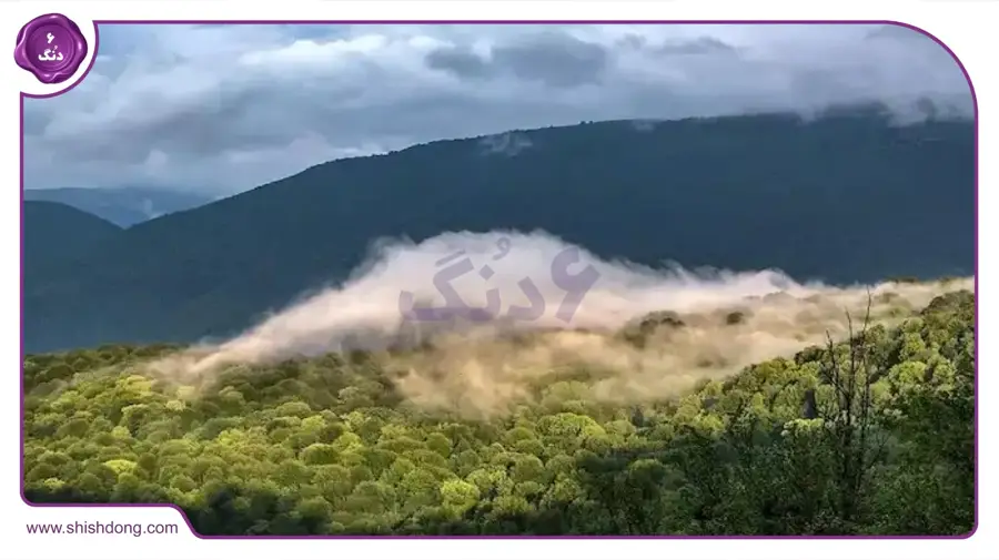جنگل خشکه‌داران عباس آباد برای طبیعت‌گردی