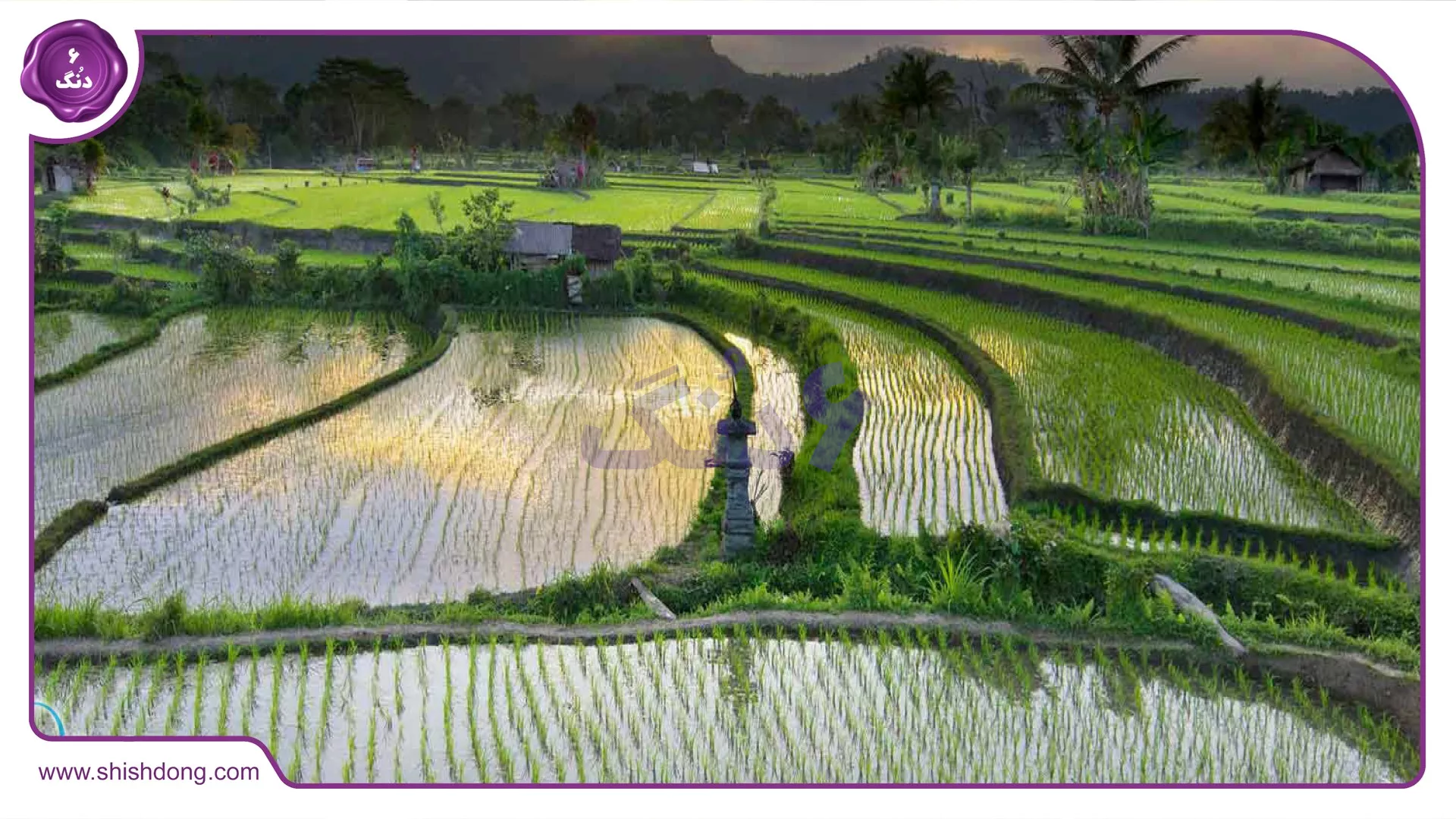 شالیزار زیبای فریدونکنار