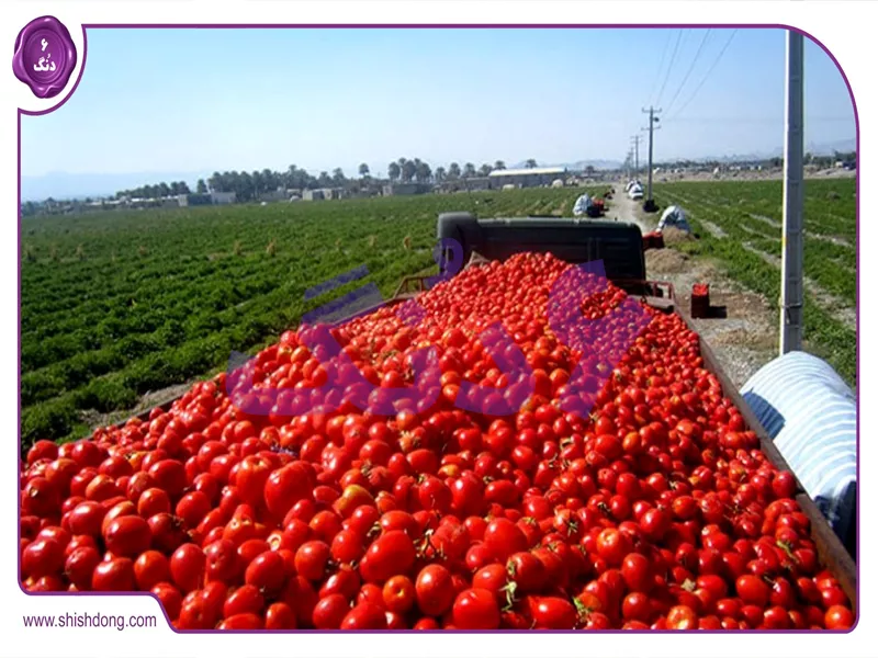 مزارع گوجه&zwnj;فرنگی بندر دیر