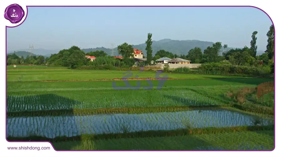 شالیزار در استان گیلان