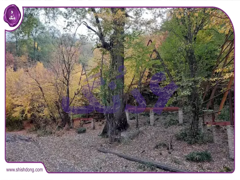 جنگل نسوم قائمشهر