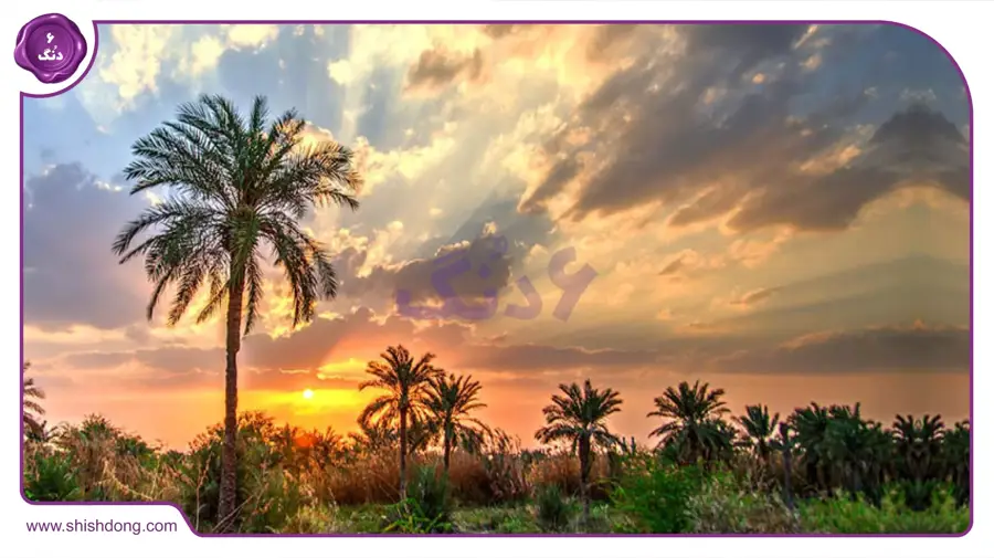 نخلستان استان خوزستان