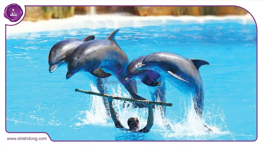پارک دلفین‌ها تهران