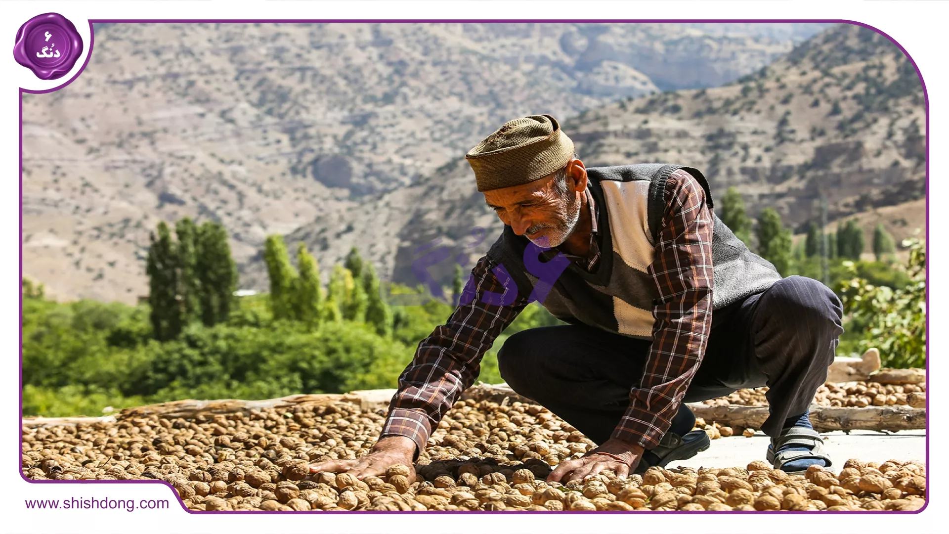 برداشت گردو در شهر درگز