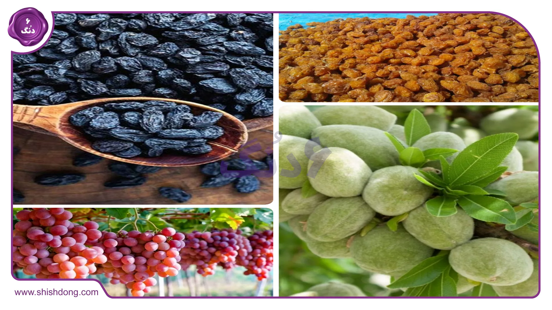 محصولات باغداری در بیضا