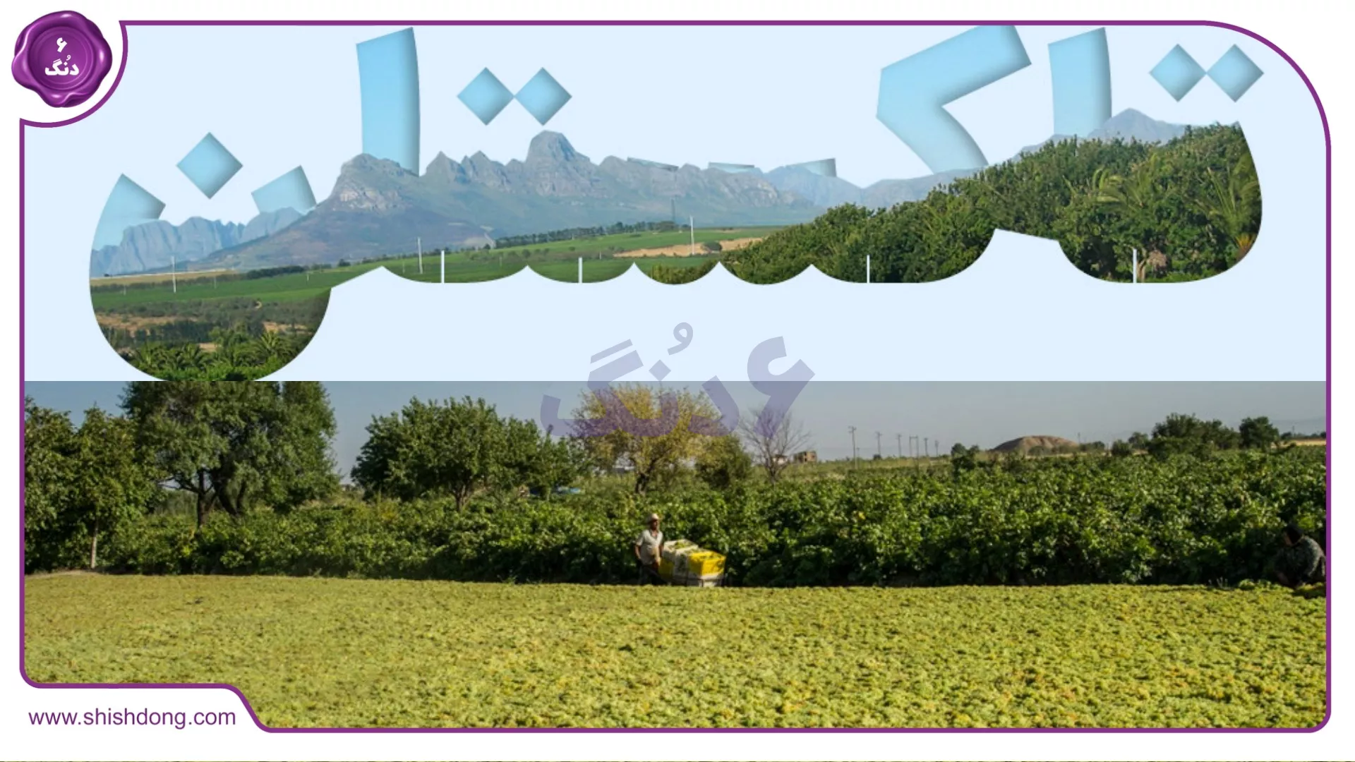 تاکستان انگور