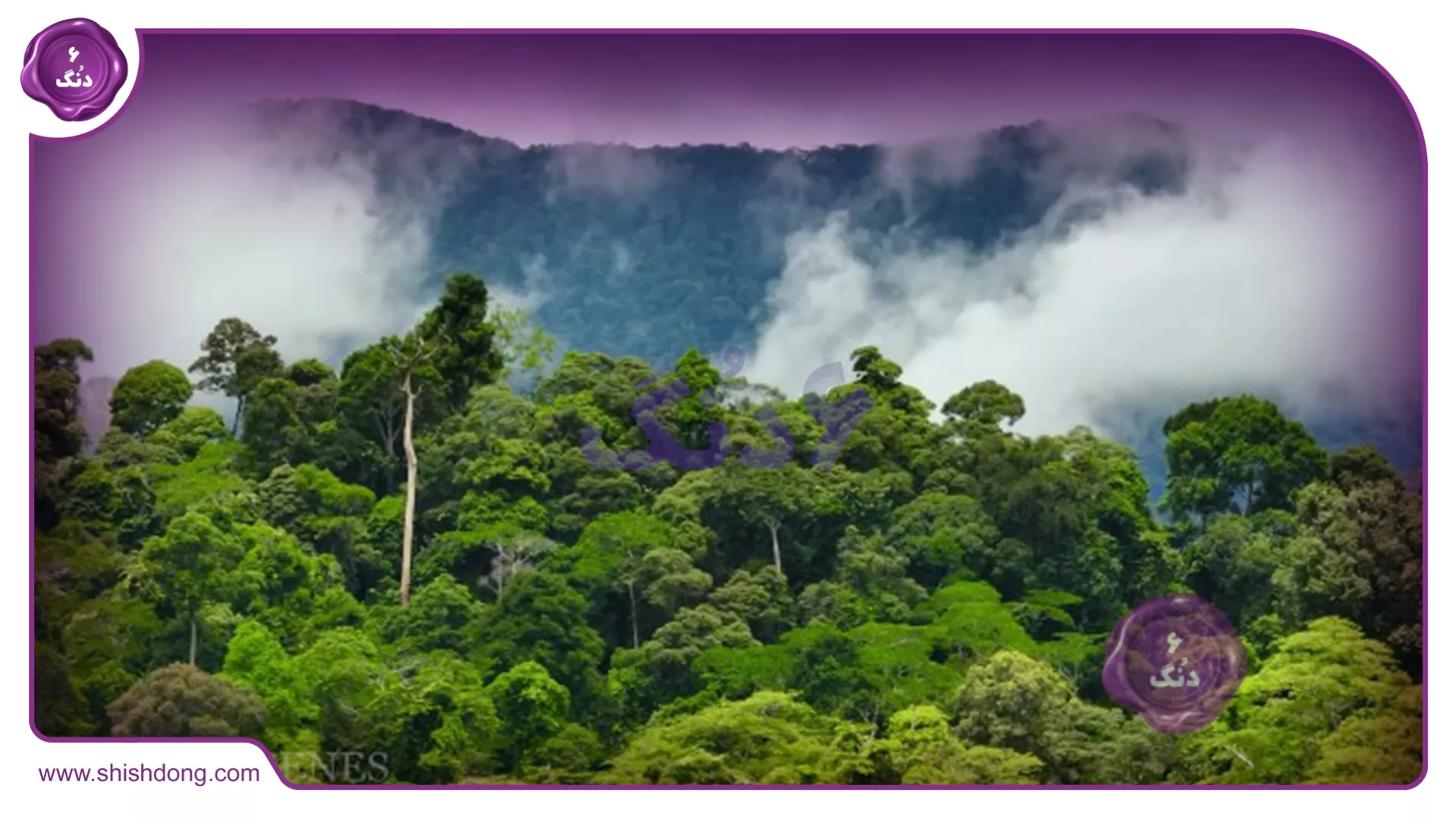 جنگل های سرسبز اندونزی