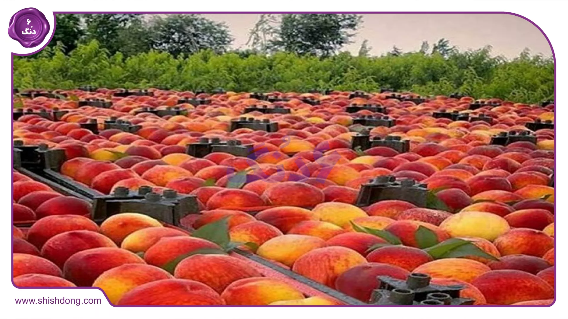 باغ میوه در مراغه