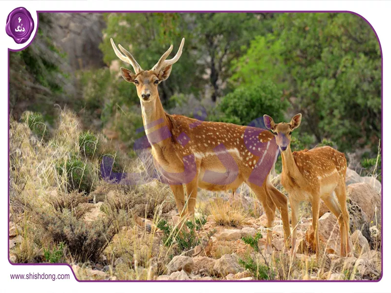 باغ وحش ساری