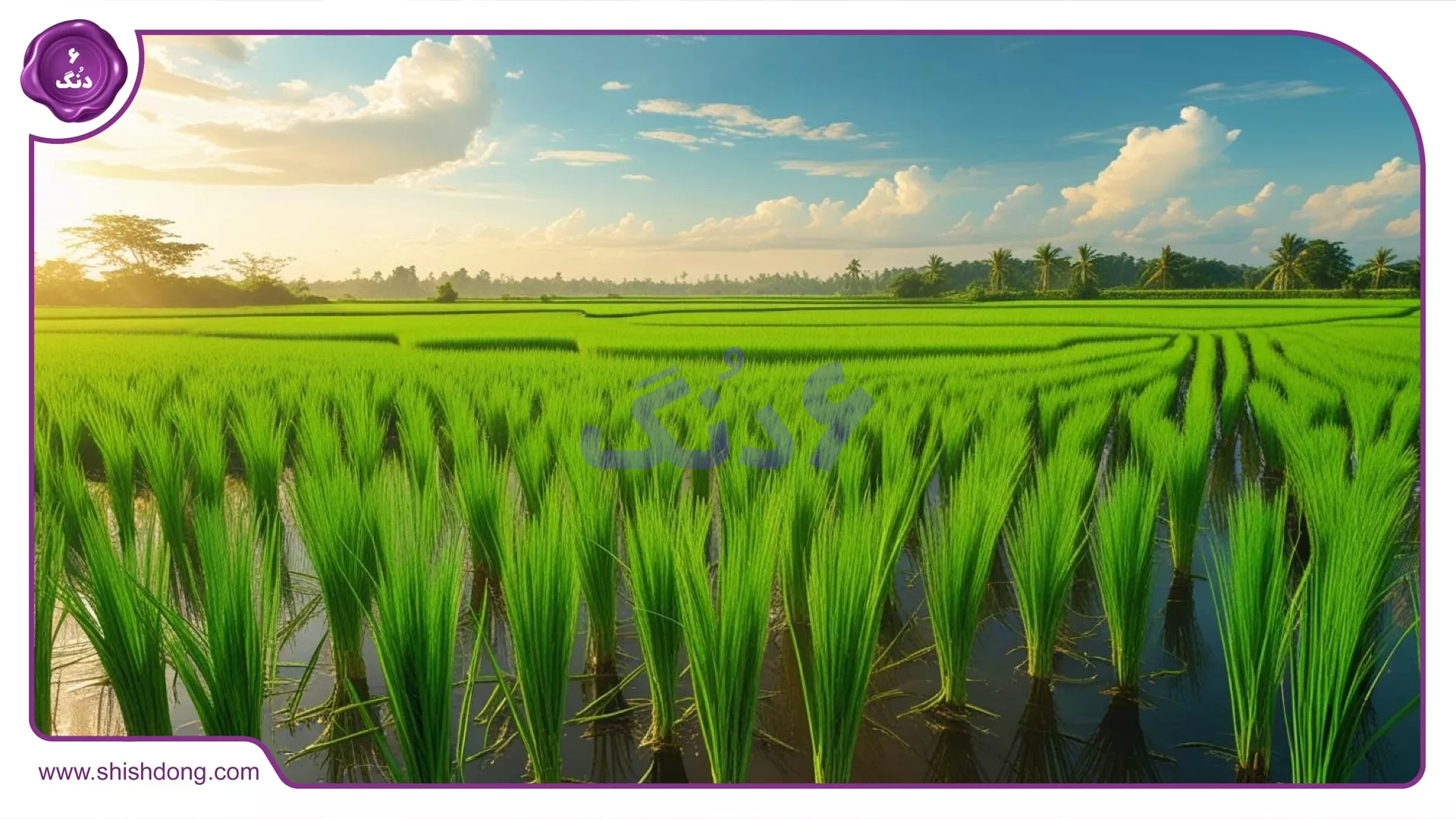 دشت دریاسر در تنکابن