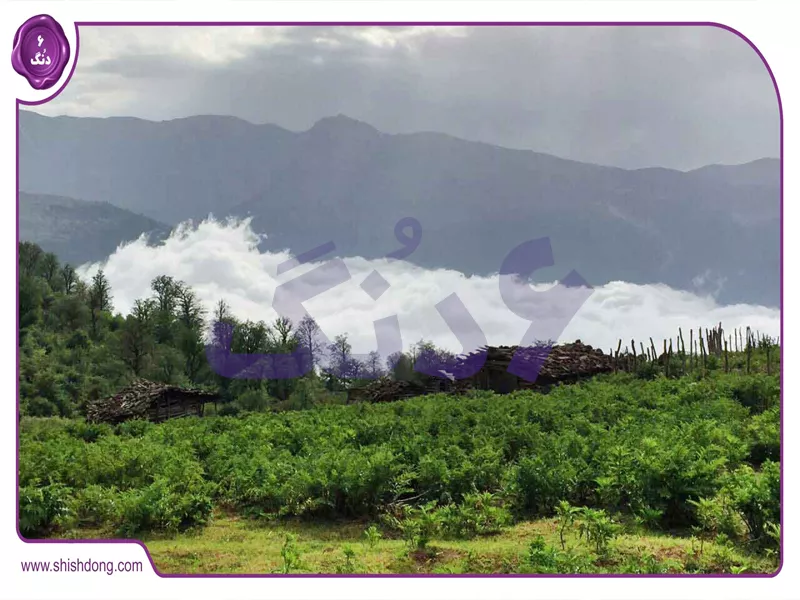 ییلاق آندره فومن با مه و گلها