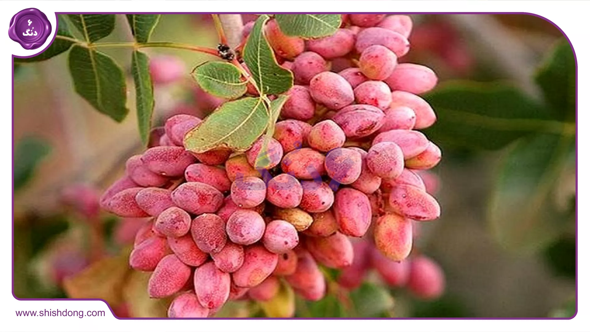 بیزینس پسته در بوئین‌زهرا