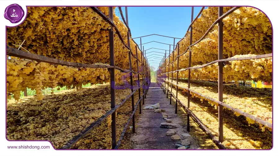 انگور شهر تاکستان