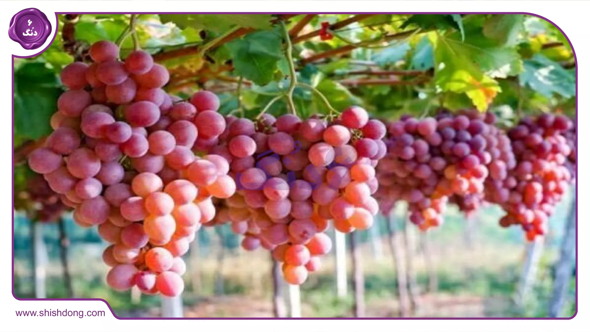 محصول باغداری آبیک