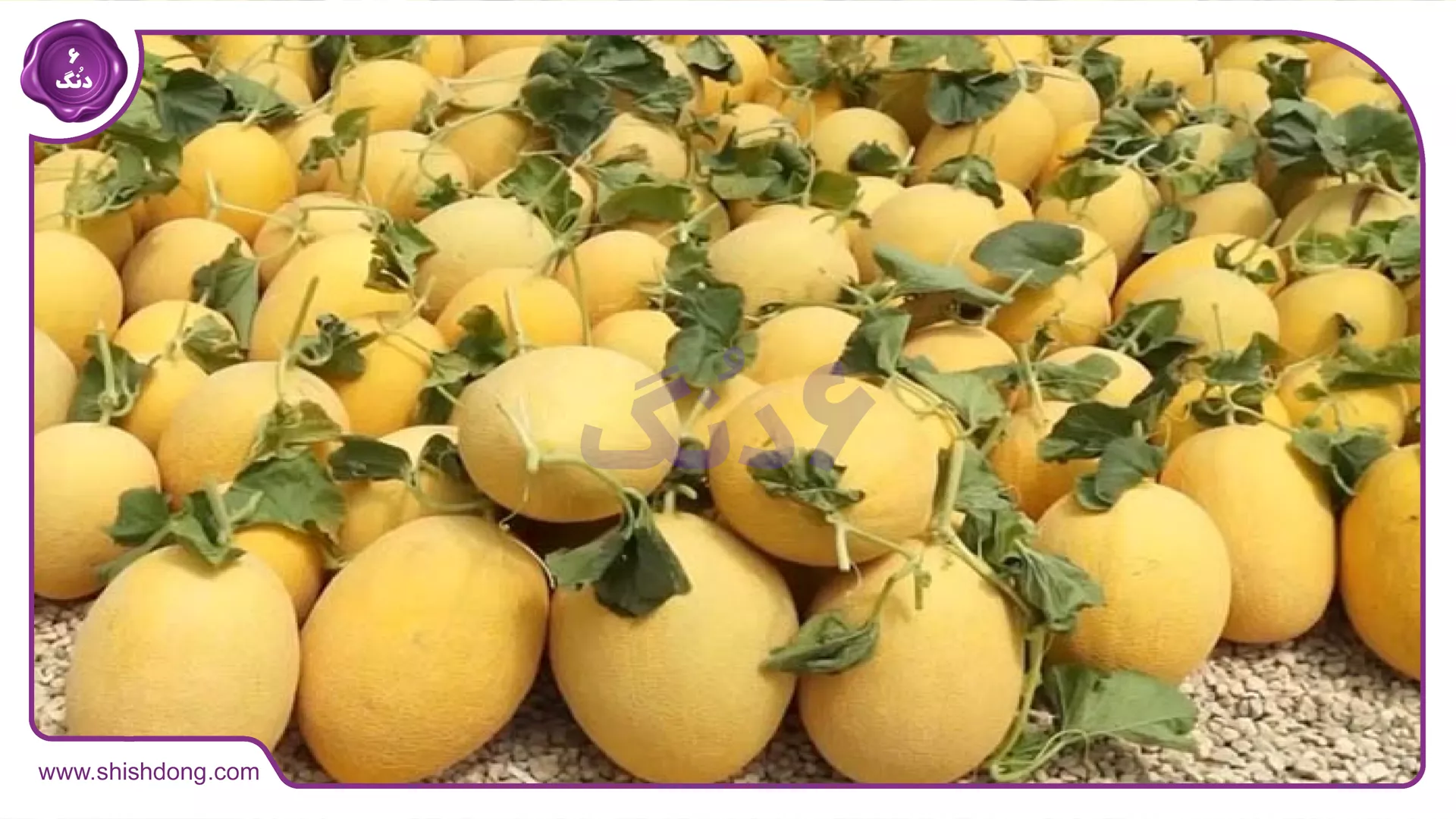 برداشت خربزه استان سمنان