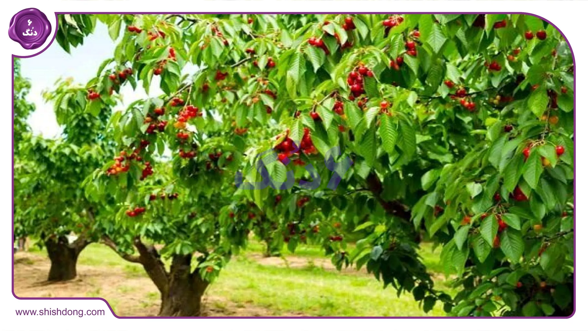 جاهای دیدنی اشنویه